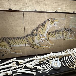 Sep. 2025 - Cat Forest - Tiger Center