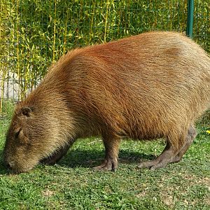 Capybara exhibit