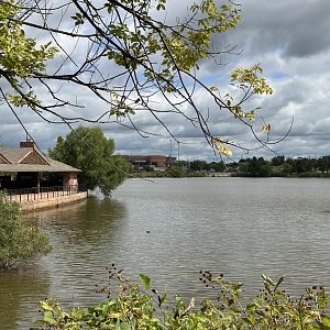 Sep. 2025 - Cat Forest - Lakeside View