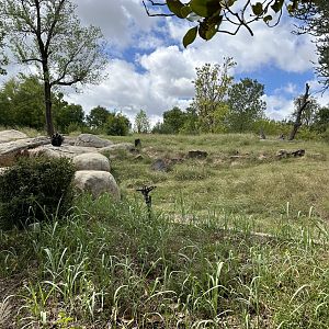 Sep. 2025 - Great EscApe - Gorilla Enclosure