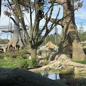 Tropical Forests- Gorillas in a tree.