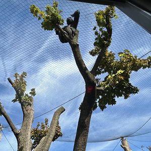 Tropical Forests- Gorilla in a tree.