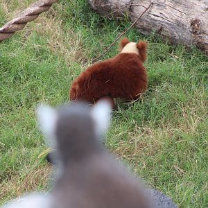 Ring-Tailed (L. catta) + Red Ruffed Lemurs (V. rubra)