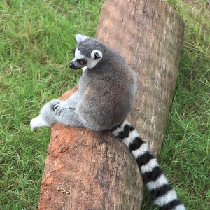 Ring-Tailed Lemur (Lemur catta)