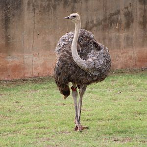 Common Ostrich (Struthio camelus)