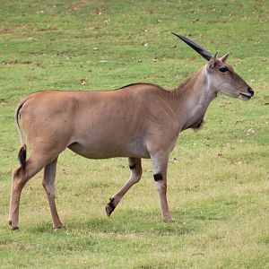 Common Eland (Taurotragus oryx)