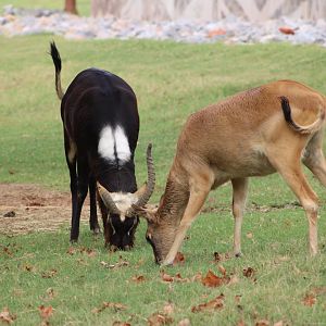 Nile Lechwe (Kobus megaceros)