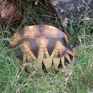 Ploughshare Tortoise (Astrochelys yniphora)