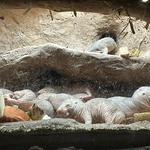 Naked Mole Rats (Heterocephalus glaber)