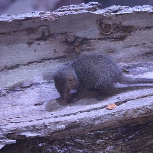 Juvenile Dwarf Mongoose (Helogale parvula)