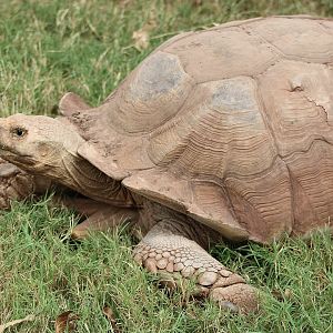 Sulcata Tortoise (Centrochelys sulcata)