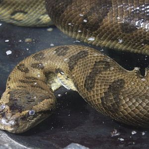 Green Anaconda (Eunectes murinus)