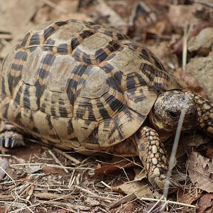 Indian Star Tortoise (Geochelone elegans)