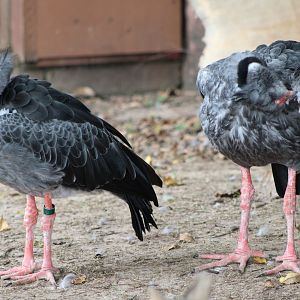 Southern Screamers (Chauna torquata)