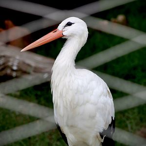 White Stork (Ciconia ciconia)