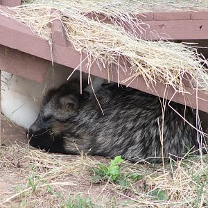 Tanuki (Nyctereutes procyonoides)