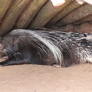 Cape Porcupine (Hystrix africaeaustralis)