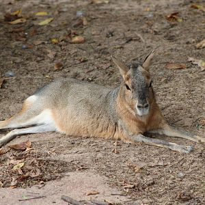 Patagonian Mara (Dolichotis patagonum)