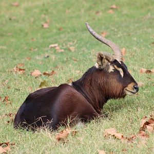 Nile Lechwe (Kobus megaceros)