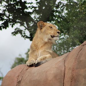 Lion (Panthera leo)