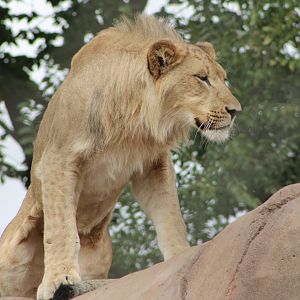 Lion (Panthera leo)