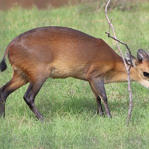 Red-Flanked Duiker (Cephalophus rufilatus)