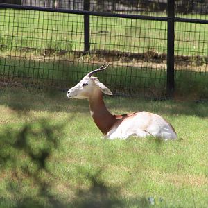 Addra Gazelle (N. d. ruficollis)