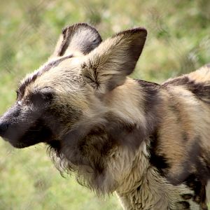 Painted Dog (Lycaon pictus)