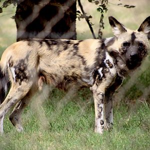Painted Dog (Lycaon pictus)