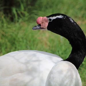 Black-Necked Swan (Cygnus melancoryphus)