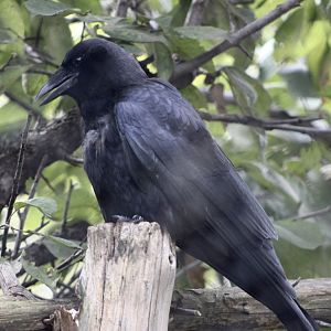 American Crow (Corvus brachyrhynchos)