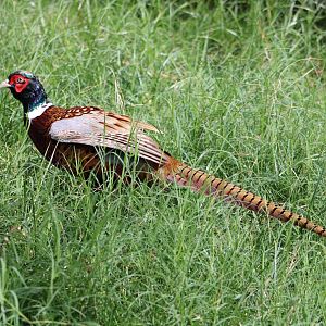 Ring-Necked Pheasant (Phasianus colchicus)
