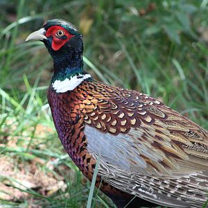Ring-Necked Pheasant (Phasianus colchicus)
