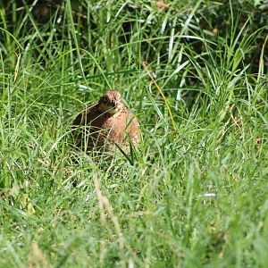 Northern Bobwhite (Colinus virginianus ssp.)