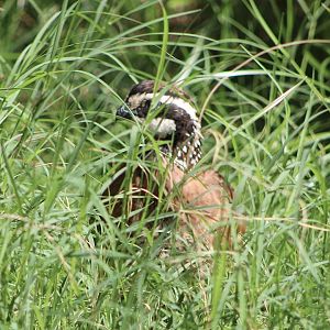 Northern Bobwhite (Colinus virginianus ssp.)