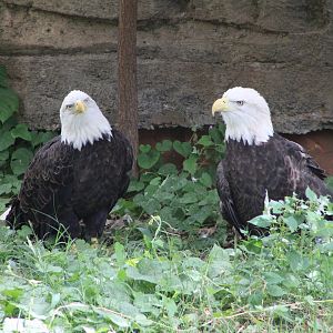 Bald Eagles (Haliaeetus leucocephalus)