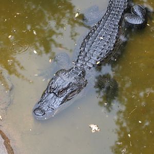 American Alligator (Alligator mississippiensis)