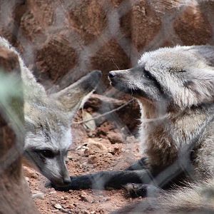 Bat-Eared Foxes (Otocyon megalotis)