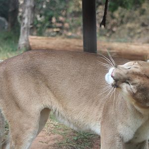 Cougar (Puma concolor)