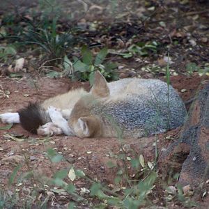 Swift Fox (Vulpes velox)