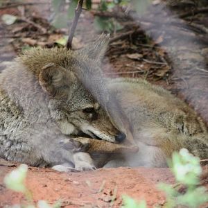 Coyote (Canis latrans ssp.)