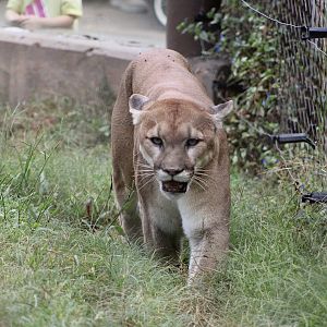Cougar (Puma concolor)