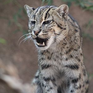Vocalizing Fishing Cat (P. viverrinus)