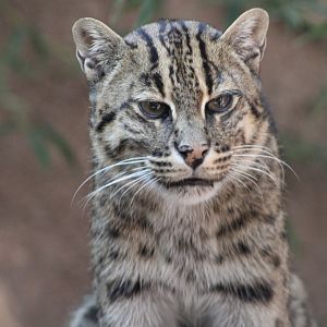 Fishing Cat (P. viverrinus)