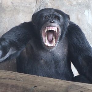 Chimpanzee (Pan troglodytes)