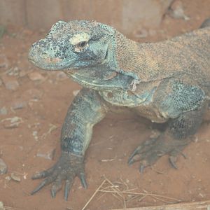 Komodo Dragon (Varanus komodoensis)