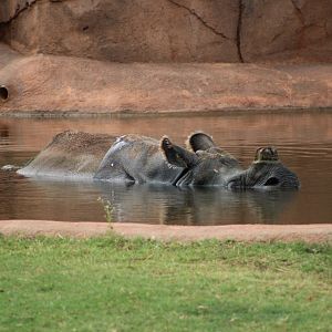 A Submerged Rhinoceros (R. unicornis)