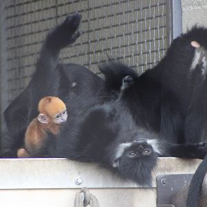 Francois’ Langurs (Trachypithecus francoisi)