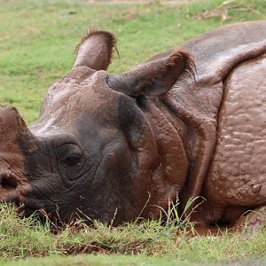 Indian Rhinoceros (R. unicornis)