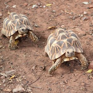 Burmese Star Tortoises (Geochelone platynota)